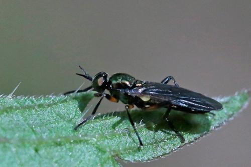 Actina chalybea